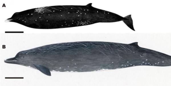 نهنگ Berardius minimus,اخبار علمی,خبرهای علمی,طبیعت و محیط زیست