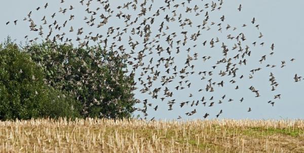 فروپاشی جمعیت پرندگان,اخبار علمی,خبرهای علمی,طبیعت و محیط زیست