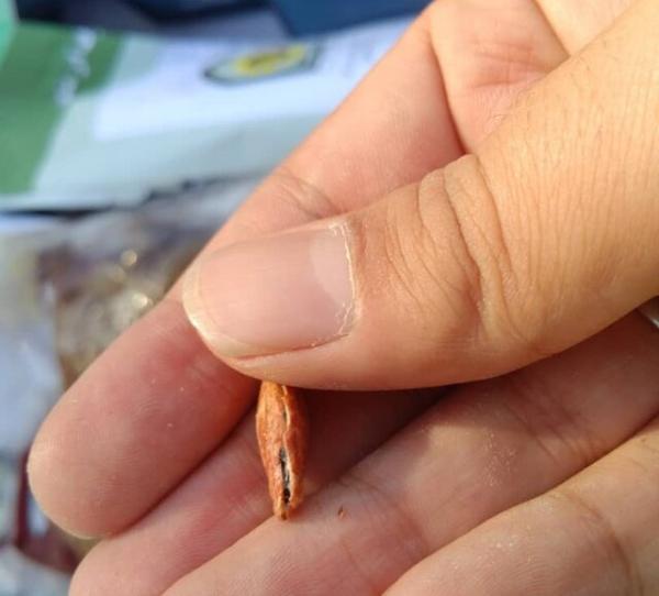 کشف تخمه ژاپنی با مغز تریاک,اخبار اجتماعی,خبرهای اجتماعی,حقوقی انتظامی