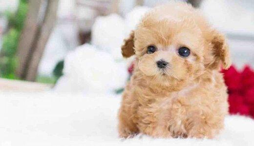 سرقت سگ گرانقیمت,اخبار حوادث,خبرهای حوادث,جرم و جنایت