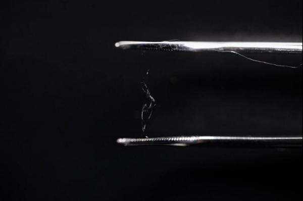 ساخت ماده‌ای مشابه پلاستیک,اخبار علمی,خبرهای علمی,اختراعات و پژوهش