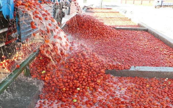 قیمت گوجه‌فرنگی,اخبار اقتصادی,خبرهای اقتصادی,اصناف و قیمت
