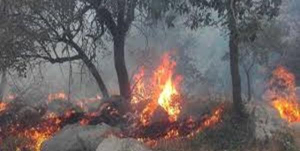 آتش‌سوزی جنگل‌های ارسباران,اخبار اجتماعی,خبرهای اجتماعی,حقوقی انتظامی