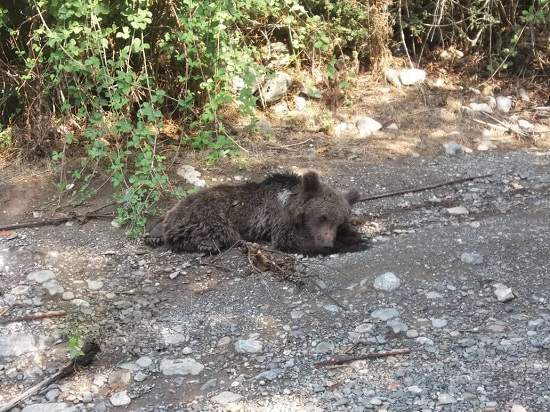 مرگ خرس قهوه ای در گلستان,اخبار اجتماعی,خبرهای اجتماعی,محیط زیست