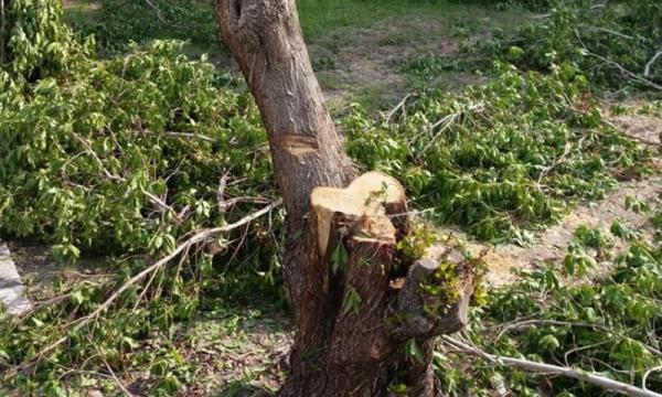 قطع‌ درختان خیابان الهیه,اخبار اجتماعی,خبرهای اجتماعی,شهر و روستا
