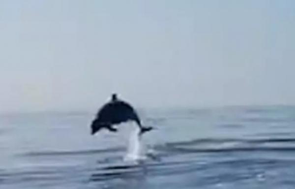 تشکر زیبای یک دلفین از ماهیگیران,اخبار جالب,خبرهای جالب,خواندنی ها و دیدنی ها