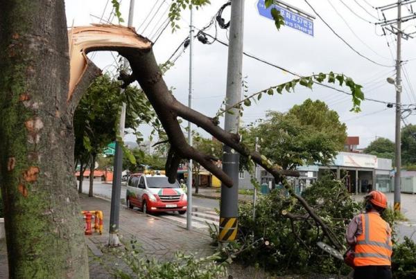 طوفان لینگ لینگ در کره جنوبی,اخبار حوادث,خبرهای حوادث,حوادث طبیعی
