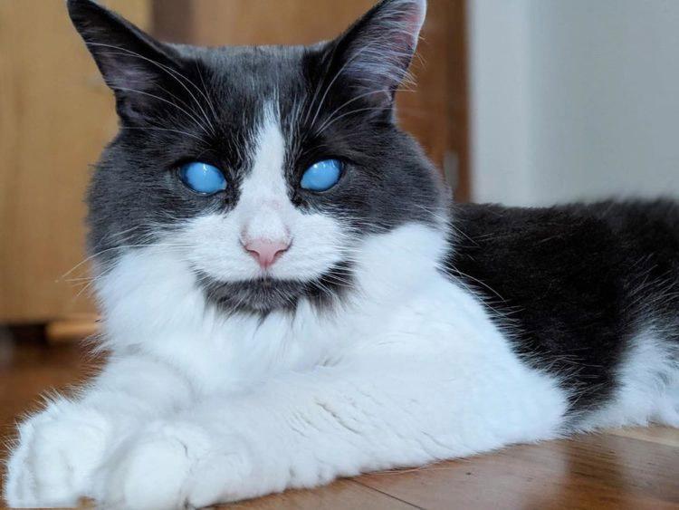 تصاویر گربه‌ای نابینا در لندن,عکس های گربه‌ای نابینا در لندن,تصاویر گربه‌ای با چشمان آبی