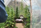 کشف گلخانه ماری‌جوانا در تهران,اخبار اجتماعی,خبرهای اجتماعی,حقوقی انتظامی