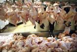 بازار گوشت مرغ,اخبار اقتصادی,خبرهای اقتصادی,کشت و دام و صنعت