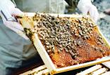 زنبور عسل,اخبار اقتصادی,خبرهای اقتصادی,کشت و دام و صنعت