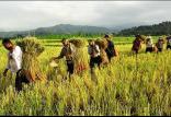 کشاورزان ایران,اخبار اقتصادی,خبرهای اقتصادی,کشت و دام و صنعت