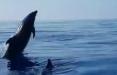 تشکر زیبای یک دلفین از ماهیگیران,اخبار جالب,خبرهای جالب,خواندنی ها و دیدنی ها