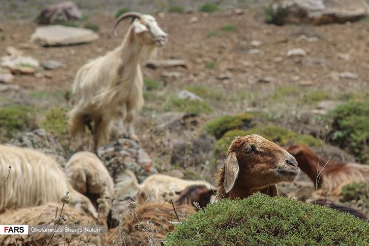 تصاویر دامداران مناطق کوهستانی روستای ناتر,عکس های مردم شهر مرزن آباد,تصاویر شست وشوی گوسفندان