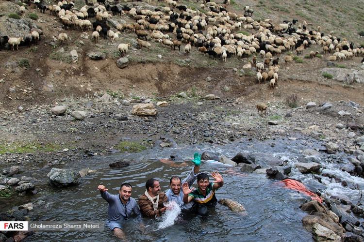 تصاویر دامداران مناطق کوهستانی روستای ناتر,عکس های مردم شهر مرزن آباد,تصاویر شست وشوی گوسفندان