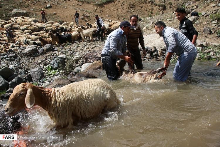 تصاویر دامداران مناطق کوهستانی روستای ناتر,عکس های مردم شهر مرزن آباد,تصاویر شست وشوی گوسفندان