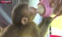 فیلم/ رفاقت بچه میمون یک ماهه با سگ‌های چینی