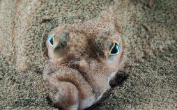 تصاویر مسابقه عکاسی حیات وحش انگلیس‎,عکس های مسابقه عکاسی حیات وحش,تصاویر مسابقه عکاسی