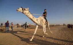 تصاویر مسابقات شترسواری در غزه,عکس های مسابقات شترسواری در غزه در فلسطین,عکس شترسواری در فلسطین
