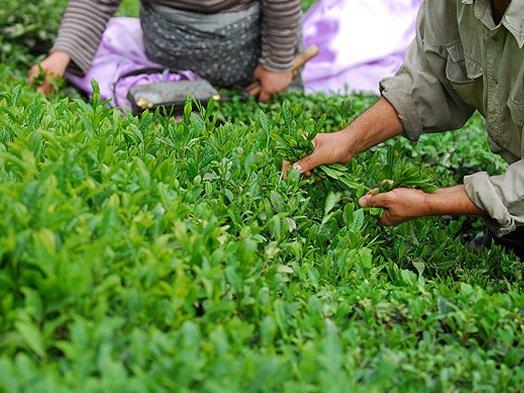 میزان صادرات چای ایرانی,اخبار اقتصادی,خبرهای اقتصادی,تجارت و بازرگانی