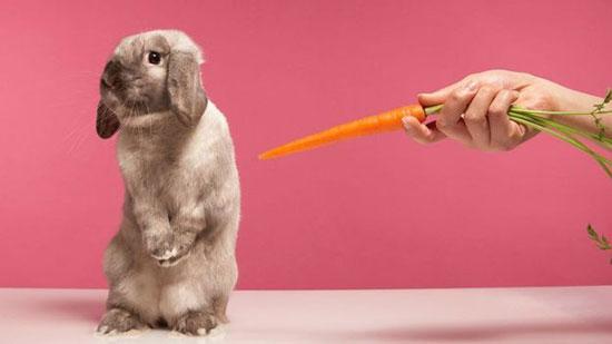 دانستنی هایی در مورد خرگوش‌ها,اخبار جالب,خبرهای جالب,خواندنی ها و دیدنی ها