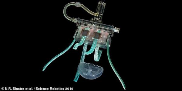 بغل کردن عروس دریایی توسط ربات,اخبار علمی,خبرهای علمی,اختراعات و پژوهش