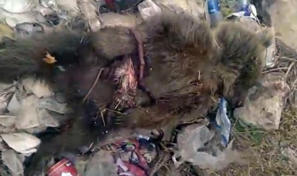 کشته شدن قلاده خرس در مشگین‌شهر,اخبار اجتماعی,خبرهای اجتماعی,محیط زیست