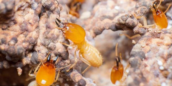 مقابله مورچه‌ها با بیماری محصولات زراعی,اخبار علمی,خبرهای علمی,طبیعت و محیط زیست