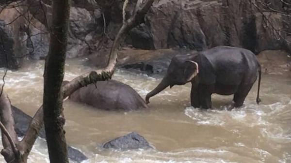مرگ فیل ها,اخبار اجتماعی,خبرهای اجتماعی,محیط زیست