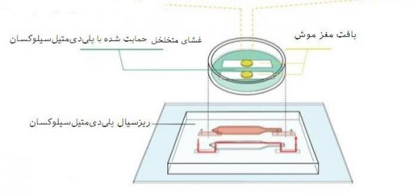 مغز موش مغز موش,اخبار پزشکی,خبرهای پزشکی,تازه های پزشکی