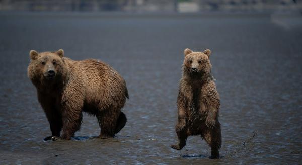 راه رفتن توله خرس,اخبار جالب,خبرهای جالب,خواندنی ها و دیدنی ها