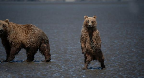 راه رفتن توله خرس,اخبار جالب,خبرهای جالب,خواندنی ها و دیدنی ها
