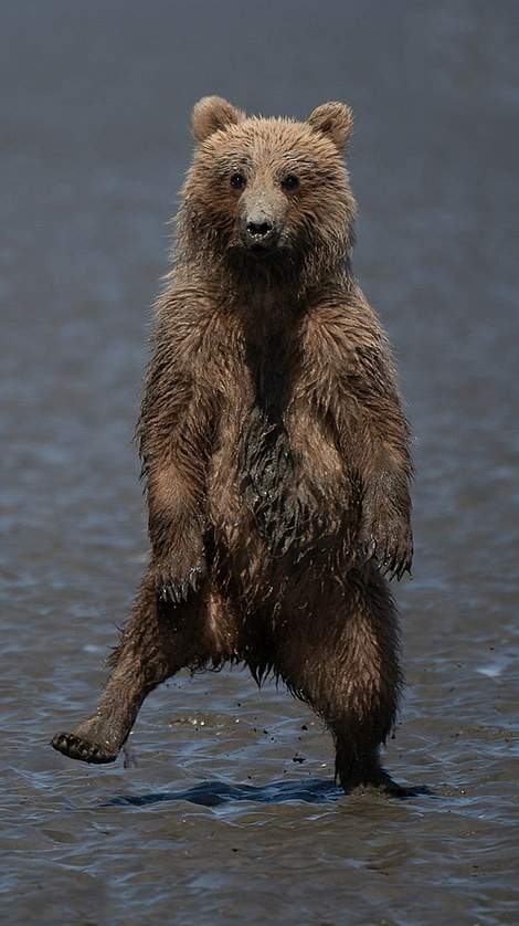 راه رفتن توله خرس,اخبار جالب,خبرهای جالب,خواندنی ها و دیدنی ها