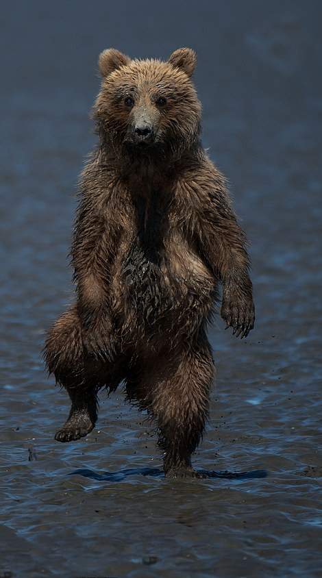 راه رفتن توله خرس,اخبار جالب,خبرهای جالب,خواندنی ها و دیدنی ها