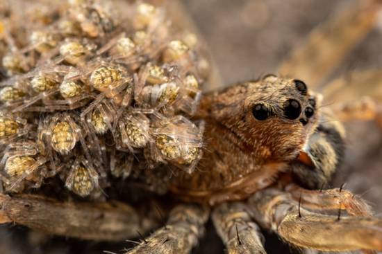بهترین مادران در دنیای حیوانات,اخبار جالب,خبرهای جالب,خواندنی ها و دیدنی ها
