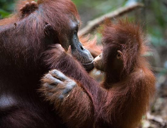 بهترین مادران در دنیای حیوانات,اخبار جالب,خبرهای جالب,خواندنی ها و دیدنی ها