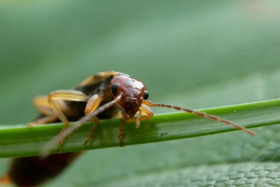 بهترین مادران در دنیای حیوانات,اخبار جالب,خبرهای جالب,خواندنی ها و دیدنی ها