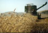قیمت خرید تضمینی گندم,اخبار اقتصادی,خبرهای اقتصادی,کشت و دام و صنعت