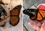 ترمیم بال پروانه‌های آسیب‌دیده,اخبار جالب,خبرهای جالب,خواندنی ها و دیدنی ها