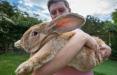 دانستنی هایی در مورد خرگوش‌ها,اخبار جالب,خبرهای جالب,خواندنی ها و دیدنی ها
