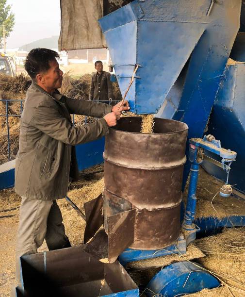 تصاویر برداشت محصولات کشاورزی در کره شمالی,عکس های کارگران کره شمالی,تصاویر وضعیت غذایی در کره شمالی