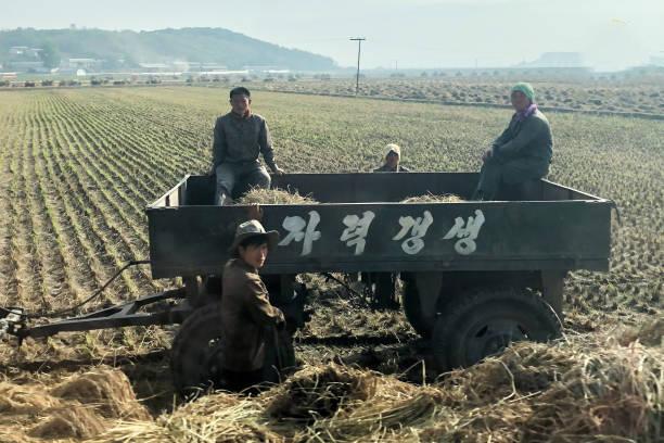 تصاویر برداشت محصولات کشاورزی در کره شمالی,عکس های کارگران کره شمالی,تصاویر وضعیت غذایی در کره شمالی