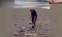 فیلم/ نخست وزیر هند در حال جمع آوری زباله از ساحل