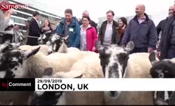 فیلم/ مراسم سنتی گذراندن گوسفندان از روی پل لندن