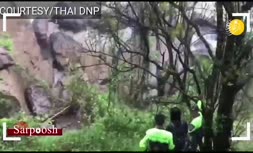 فیلم/ مرگ شش فیل که می‌خواستند همدیگر را از سقوط در آبشار نجات دهند