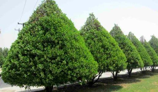 گیاه کنوکارپوس,اخبار اجتماعی,خبرهای اجتماعی,محیط زیست