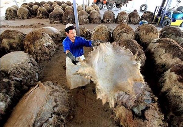 صادرات پشم,اخبار اقتصادی,خبرهای اقتصادی,تجارت و بازرگانی