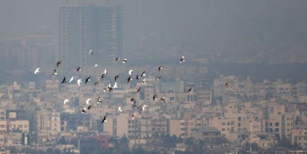 آلودگی هوا تهران,نهاد های آموزشی,اخبار آموزش و پرورش,خبرهای آموزش و پرورش