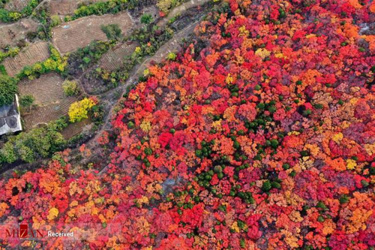 تصاویر زیبایی‌های فصل پاییز در چین,عکس های طبیعت چین,تصاویر فصل پاییز