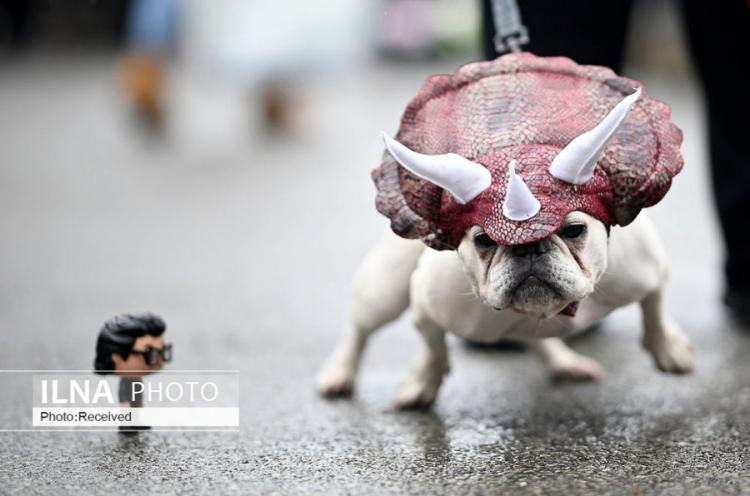 تصاویر رژه سگ‌های هالووین در نیویورک,عکس های رژه سگ ها در نیویورک,تصاویری از رژه رفتن سگ ها به مناسبت هالووین در نیویورک